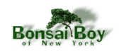 Logo Bonsai Boy